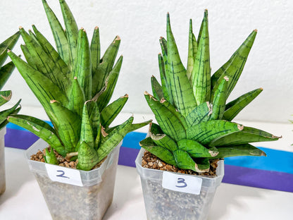 Sansevieria Nakhon Luang (G1)(1~3) | Choose Your Own Rare Plant