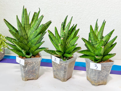 Sansevieria Nakhon Luang (G1)(1~3) | Choose Your Own Rare Plant