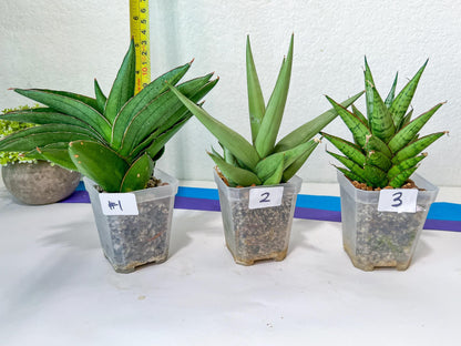 Sansevieria Rare Collections (G3) | Plant names listed in descriptions. More photos available on request