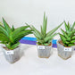 Sansevieria Rare Collections (G3) | Plant names listed in descriptions. More photos available on request