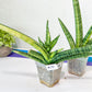Sansevieria Boncel Variegata | Find an Extraordinary and Rare Plant