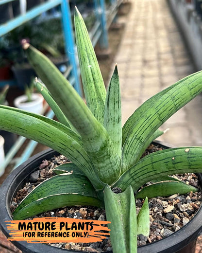 Sansevieria Stardust XL (C1) | Imported Plants | Rare Hybrid Species
