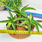Sansevieria Lemon (#AC48) | New type of Imported Hybrids | 2" Pot