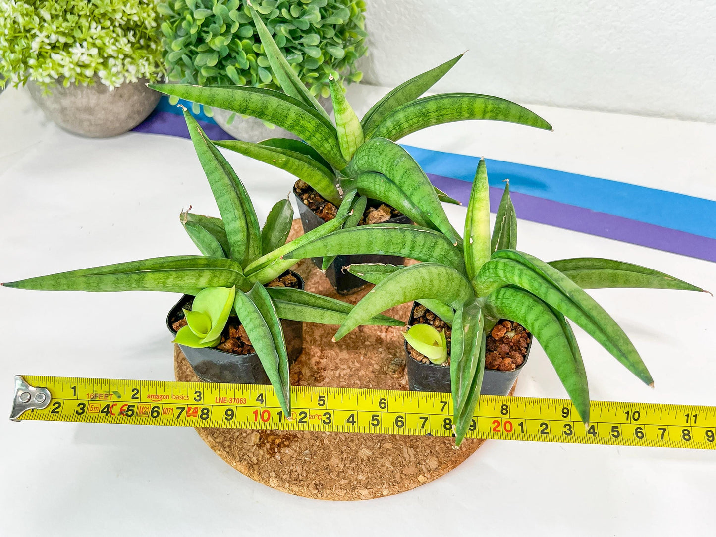 Sansevieria Lemon (#AC48) | New type of Imported Hybrids | 2" Pot