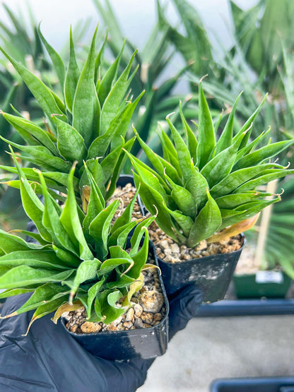 Sansevieria Sunflower (#AC1) | Imported Plants | Rare Hybrid Species