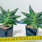 Sansevieria Black Zumo (#AC22) | New type of Imported Hybrids | 2" Pot
