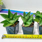 Sansevieria Veera (#AC23) | Imported Hybrid | 2" Pots