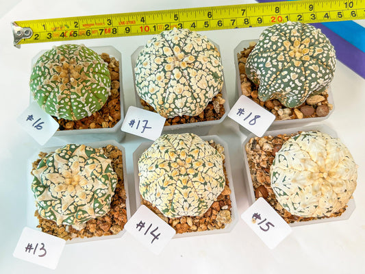 Astrophytum (T1))(13~23) | Import From Japan | Myriostigma