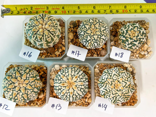 Astrophytum (T2)(12~24) | Imported From Japan