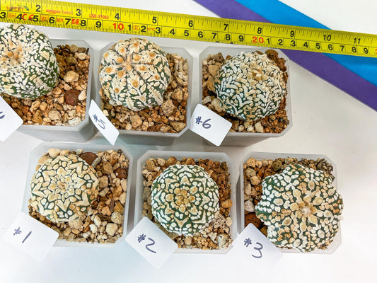 Astrophytum (T3)(1~12) | Imported Plants
