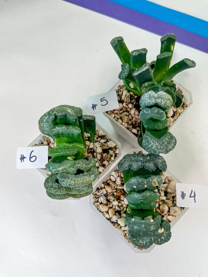 Haworthia Hybrid Shoubing (#HY1) | Imported Succulent | Hong Kong Rare Species