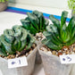Haworthia Hybrid Shoubing (#HY1) | Imported Succulent | Hong Kong Rare Species