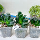 Haworthia Hybrid Shoubing (#HY1) | Impored Haworthia