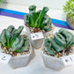 Haworthia Hybrid Shoubing (#HY1) | Imported Succulent | Hong Kong Rare Species