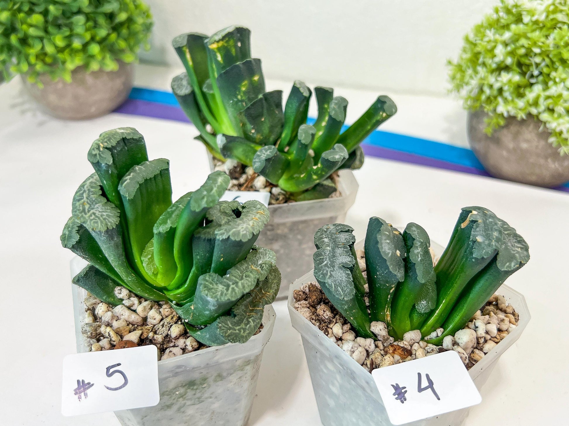 Haworthia Hybrid Shoubing (#HY1) | Imported Succulent | Hong Kong Rare Species