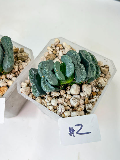 Haworthia Yang Cheng (#HY2) | Imported Succulent | Hong Kong Rare Species