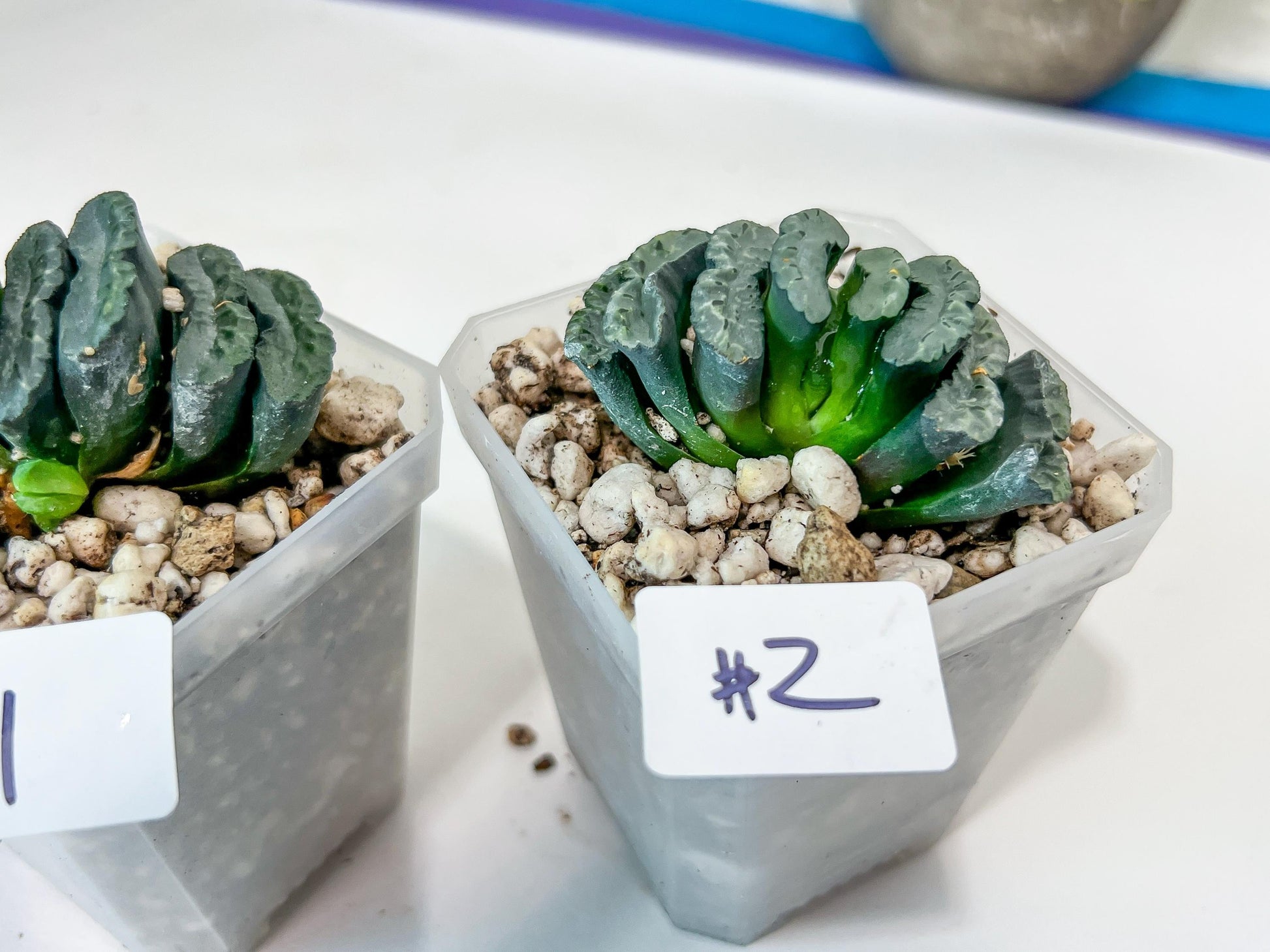 Haworthia Yang Cheng (#HY2) | Imported Succulent | Hong Kong Rare Species