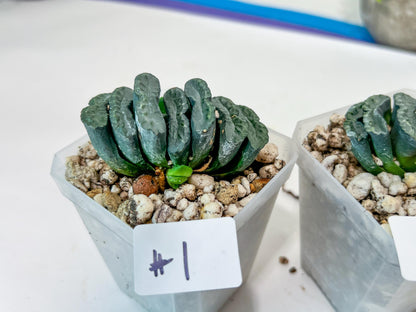 Haworthia Yang Cheng (#HY2) | Imported Succulent | Hong Kong Rare Species