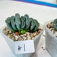 Haworthia Yang Cheng (#HY2) | Imported Succulent | Hong Kong Rare Species