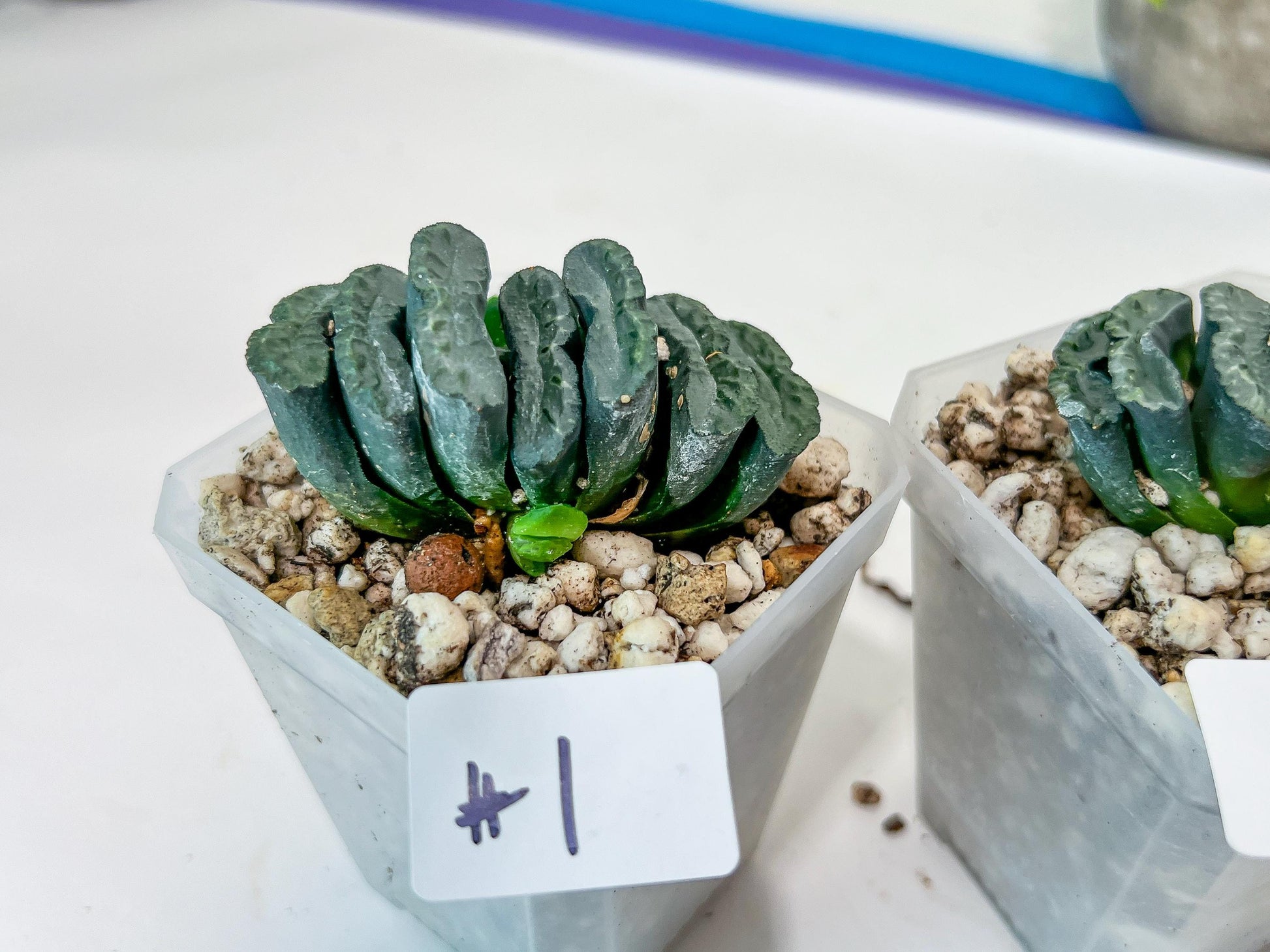Haworthia Yang Cheng (#HY2) | Imported Succulent | Hong Kong Rare Species