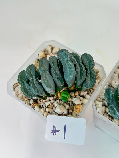 Haworthia Yang Cheng (#HY2) | Imported Succulent | Hong Kong Rare Species