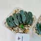 Haworthia Yang Cheng (#HY2) | Imported Succulent | Hong Kong Rare Species