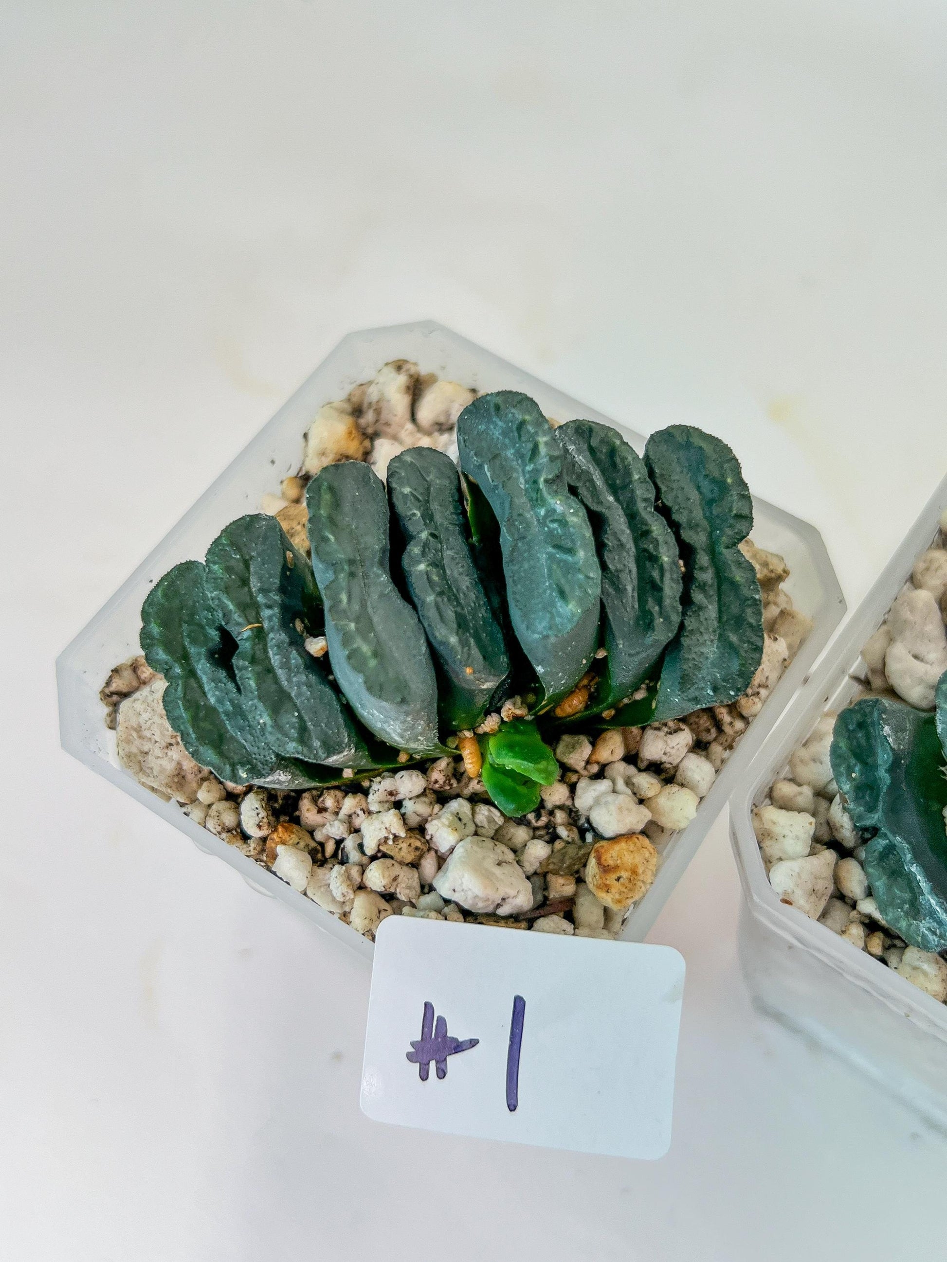 Haworthia Yang Cheng (#HY2) | Imported Succulent | Hong Kong Rare Species