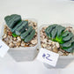 Haworthia Yang Cheng (#HY2) | Imported Succulent | Hong Kong Rare Species
