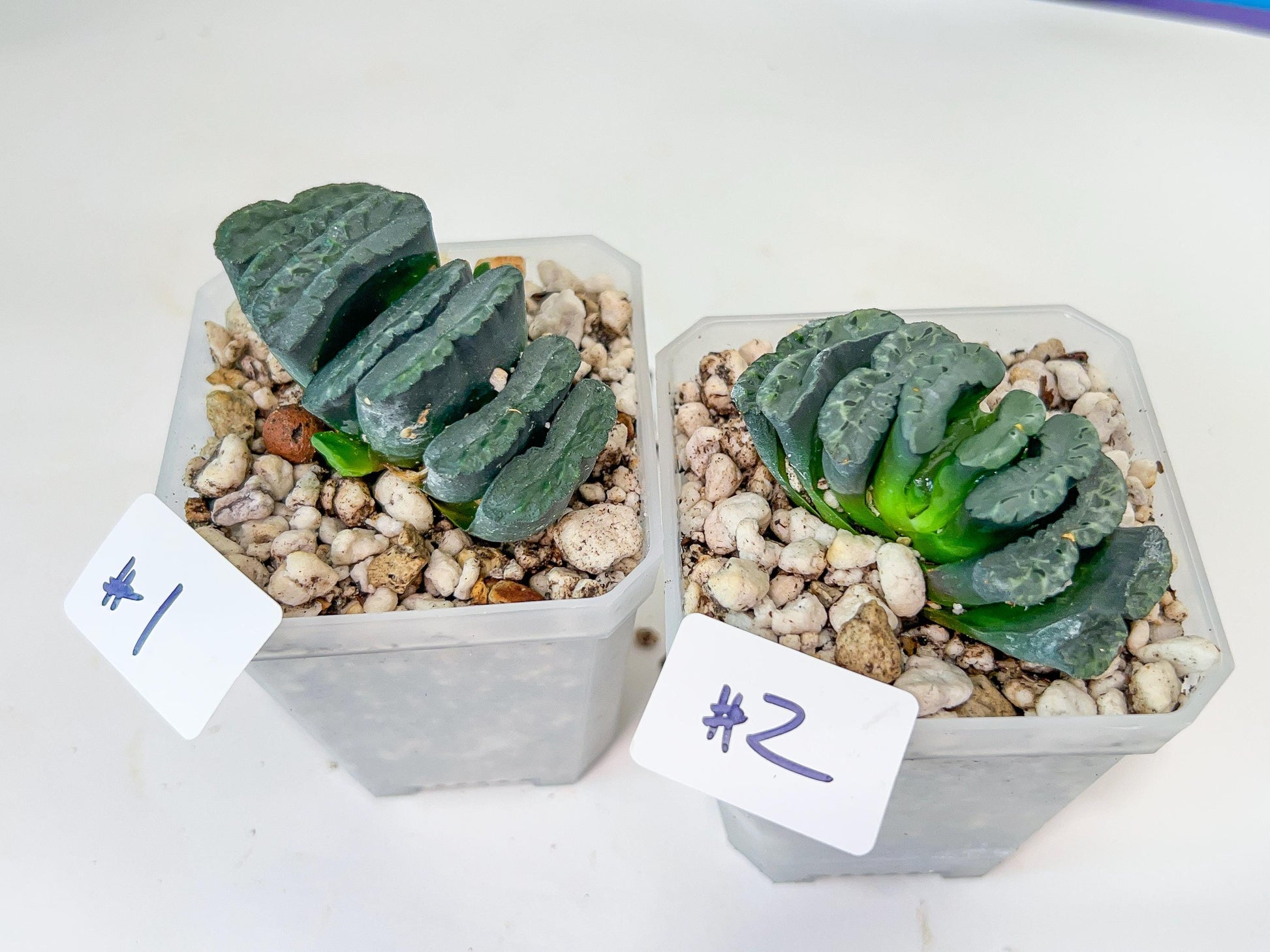 Haworthia Yang Cheng (#HY2) | Imported Succulent | Hong Kong Rare Species
