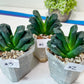 Haworthia Tanaka Yuuichi (#HZ1) | Impored Haworthia