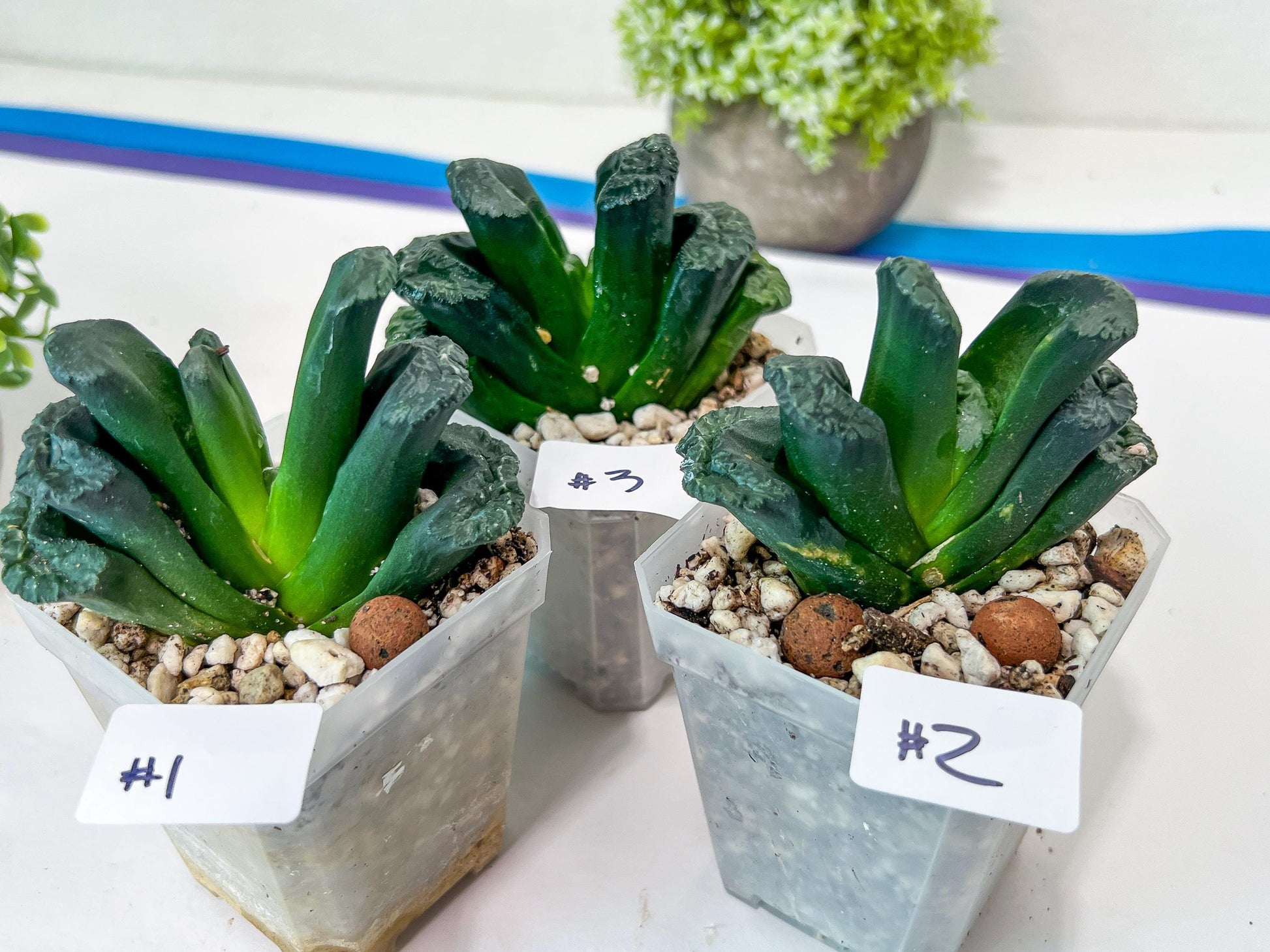 Haworthia Tanaka Yuuichi (#HZ1) | Impored Haworthia