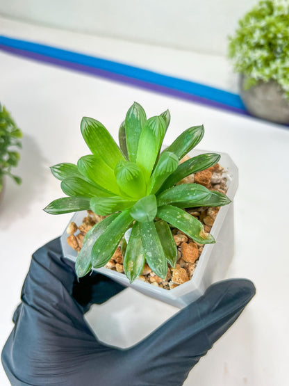 Haworthia Obtuse cv. Amber (#Y1) | Ideal for indoor pots