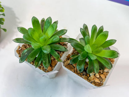 Haworthia Obtuse cv. Amber (#Y1) | Ideal for indoor pots