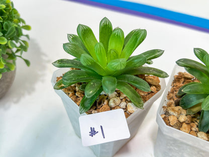Haworthia Obtuse cv. Amber (#Y1) | Ideal for indoor pots