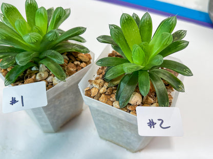 Haworthia Obtuse cv. Amber (#Y1) | Ideal for indoor pots