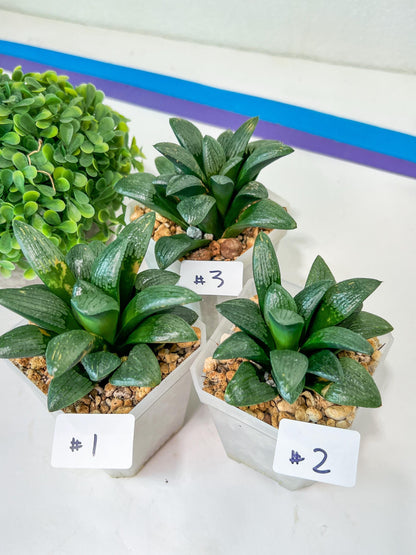 Haworthia Child Princess (#Y3) | Impored Haworthia