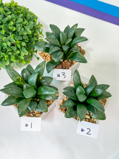 Haworthia Child Princess (#Y3) | Impored Haworthia