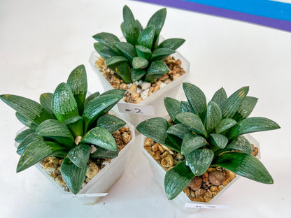 Haworthia Child Princess (#Y3) | Impored Haworthia
