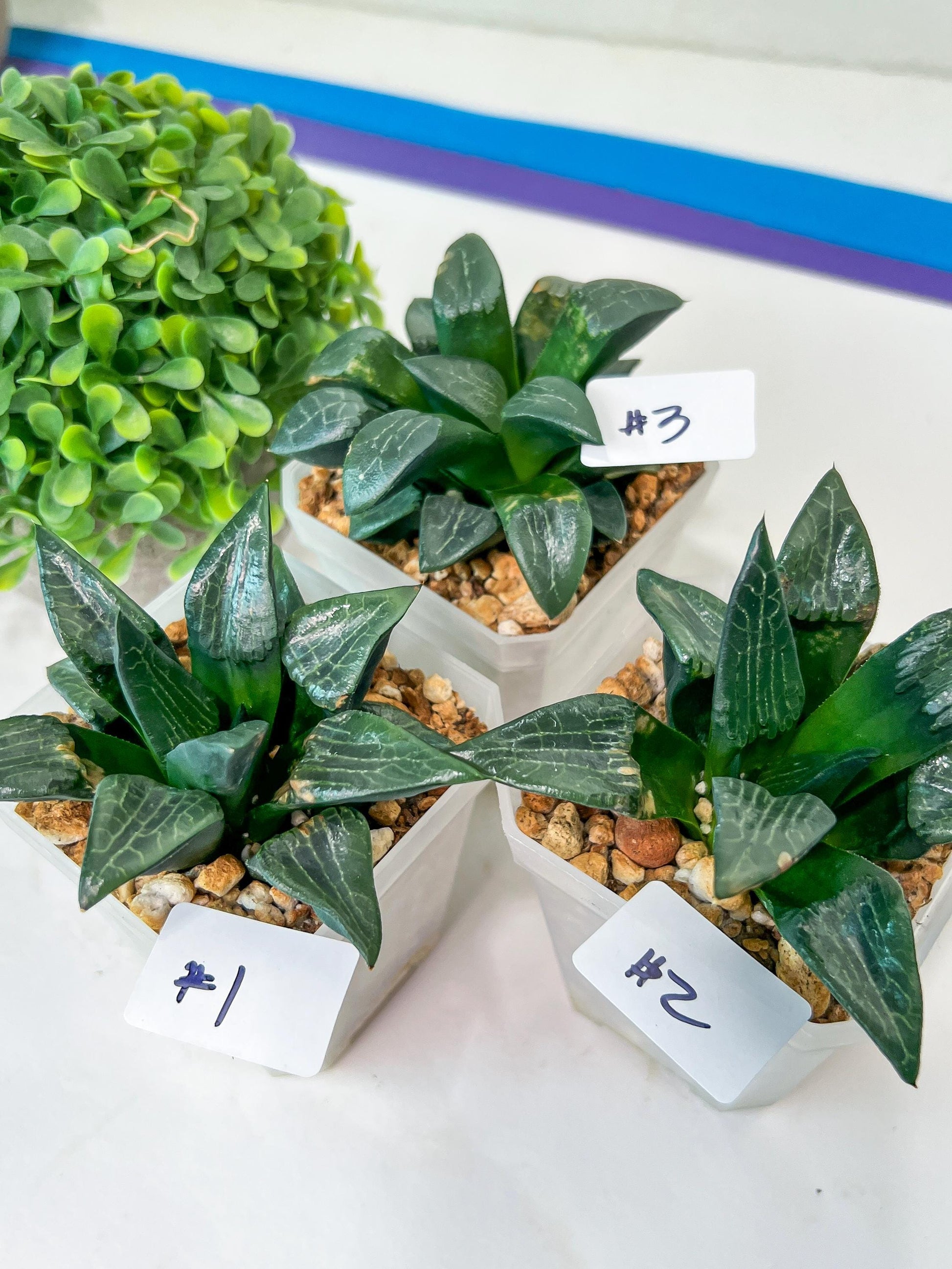 Haworthia Aboukyuu (#Y4) | Imported Succulent
