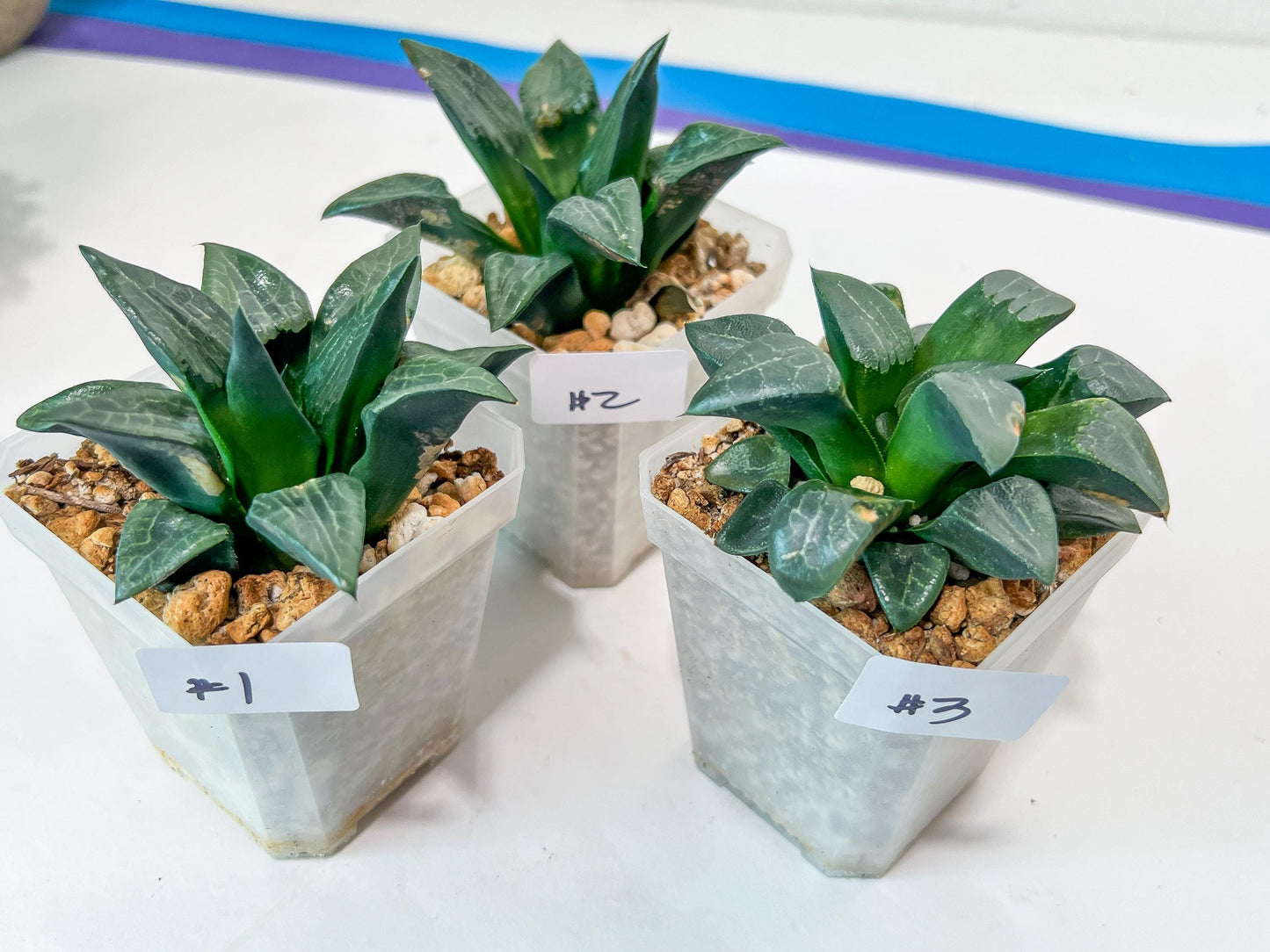 Haworthia Aboukyuu (#Y4) | Imported Succulent