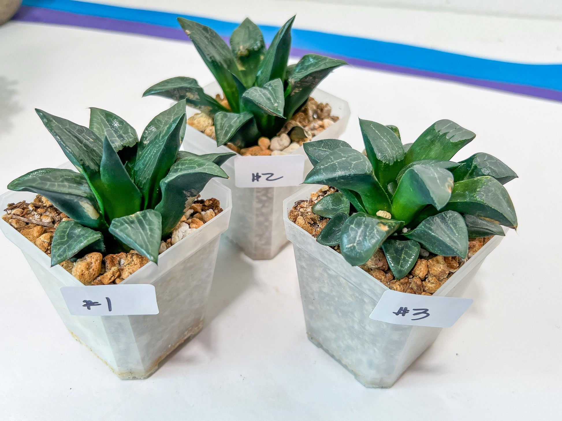 Haworthia Aboukyuu (#Y4) | Imported Succulent