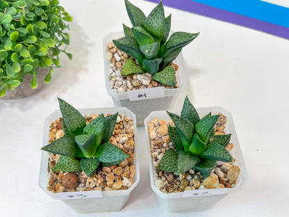 Haworthia Beluga (Y5) | Impored Haworthia