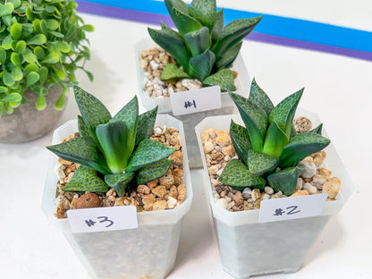 Haworthia Beluga (Y5) | Impored Haworthia