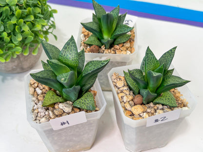 Haworthia Beluga (Y5) | Impored Haworthia
