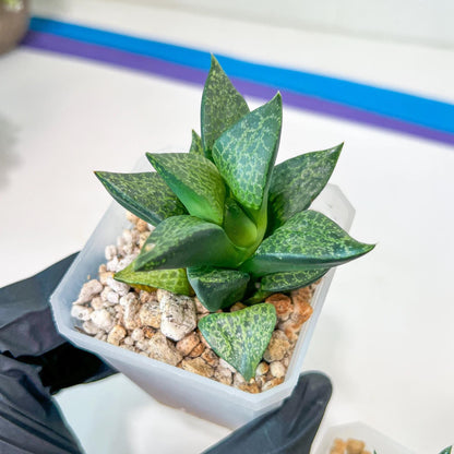 Haworthia Beluga (Y5) | Impored Haworthia