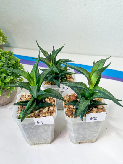 Haworthia Catevala Tessellata (Y6)) | Rare Imported Succulents