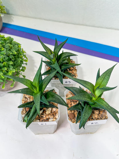 Haworthia Catevala Tessellata (Y6)) | Rare Imported Succulents