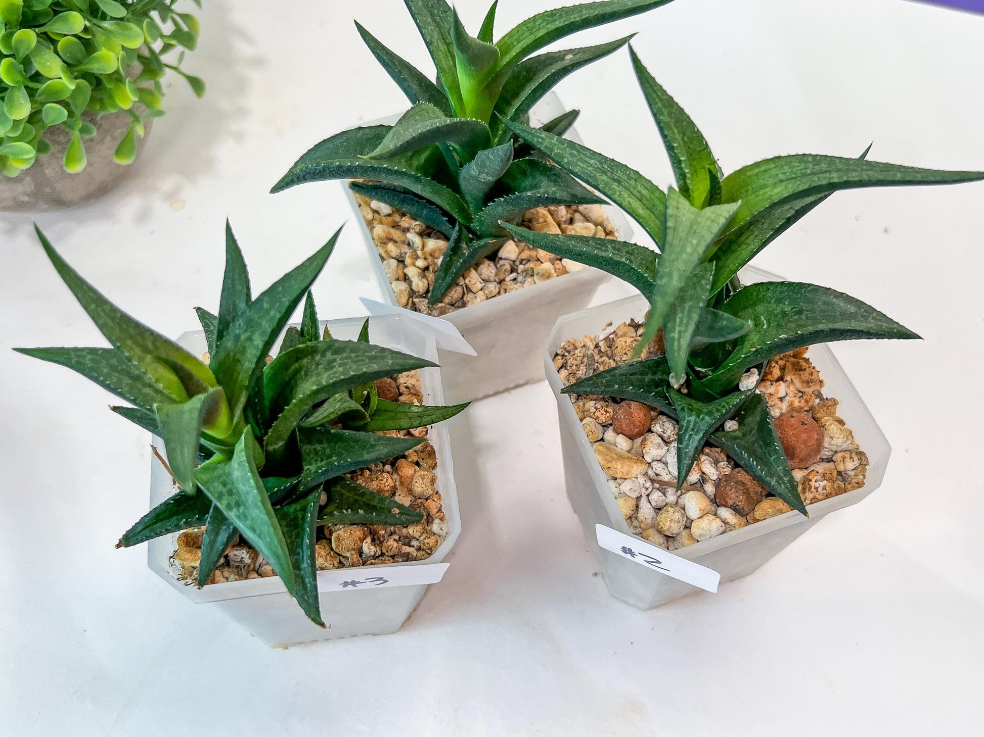 Haworthia Catevala Tessellata (Y6)) | Rare Imported Succulents