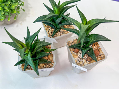 Haworthia Catevala Tessellata (Y6)) | Rare Imported Succulents