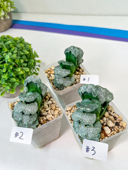 Haworthia Truncata White Mammoth (#Y8) | Impored Haworthia